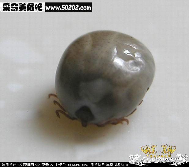 [转贴]进山野采的各位要小心啊.被吸了六天的血，很可怕!