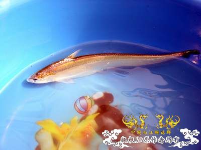 长江刀鱼有望进野生动物保护名录 今后无缘餐桌