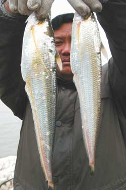 长江刀鱼有望进野生动物保护名录 今后无缘餐桌