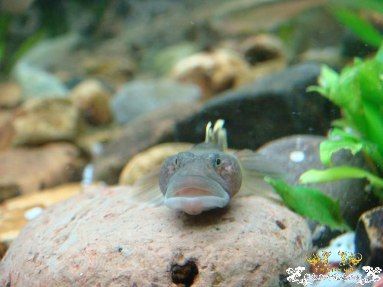 性感的虾虎！！是什么虾虎？