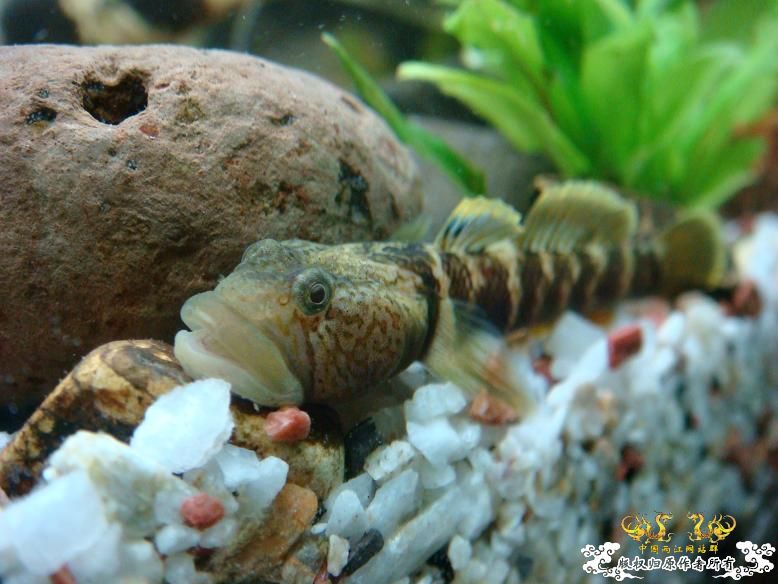 性感的虾虎！！是什么虾虎？