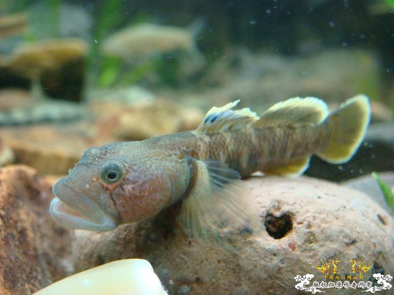 性感的虾虎！！是什么虾虎？