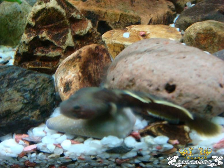 性感的虾虎！！是什么虾虎？