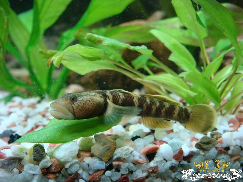 性感的虾虎！！是什么虾虎？