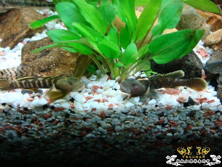 性感的虾虎！！是什么虾虎？