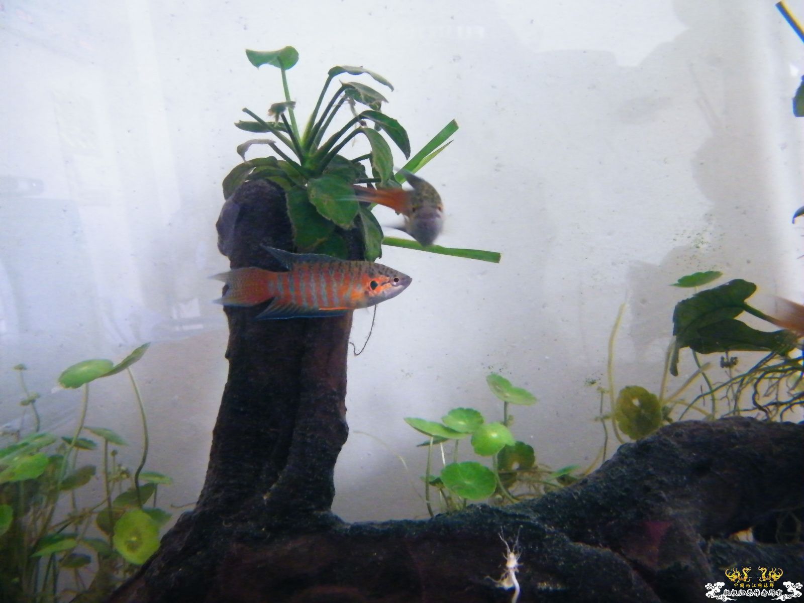 [原创][贴图]潮汕斗鱼