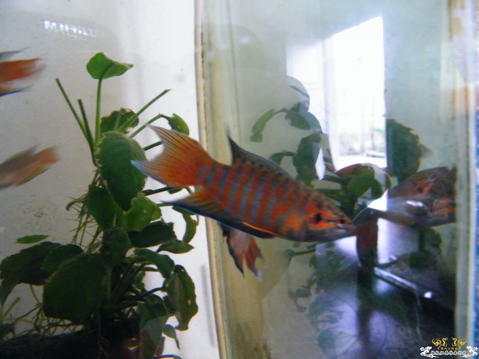 [原创][贴图]潮汕斗鱼