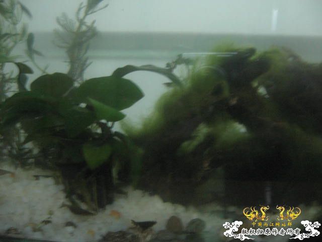 临时做了个虾缸