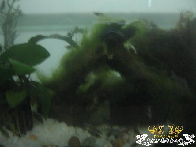 临时做了个虾缸