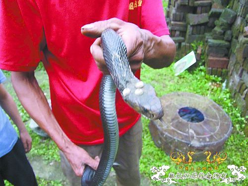 桂林平乐农民捉到罕见龙珠蛇 打算择日放生【图】