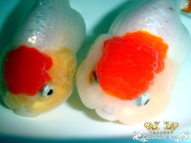 抓拍