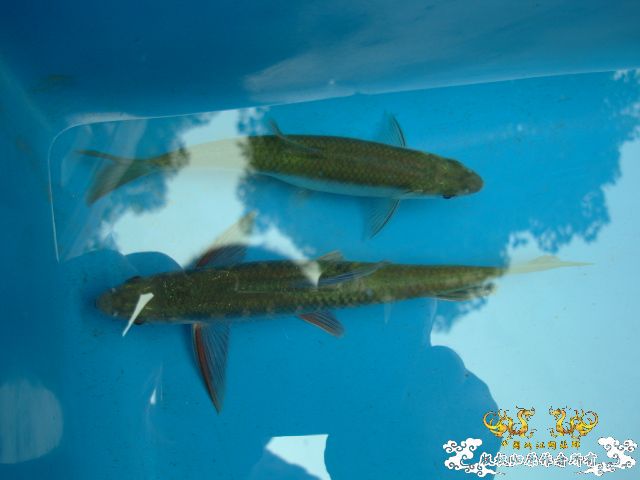 [原创]从山里捞的小鱼如今长大了,大家看看