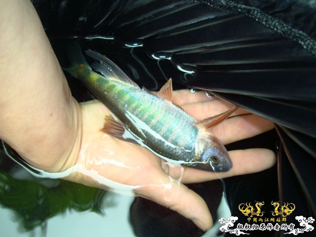 [原创]从山里捞的小鱼如今长大了,大家看看