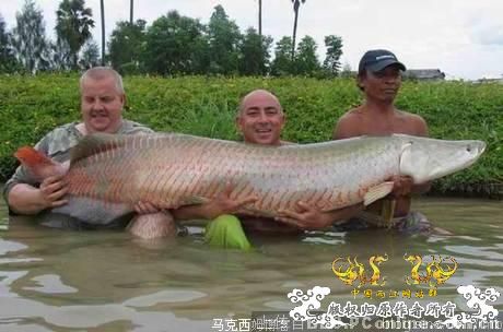 一条大鱼的图片，今日见到的，贴上来分享
