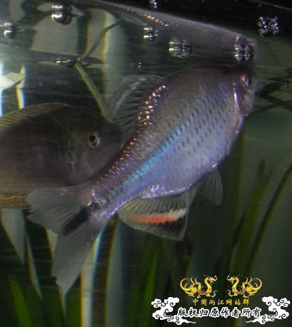 求鱊名