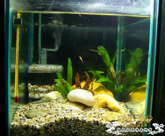 继续,起飞吧,密点虾虎!!!