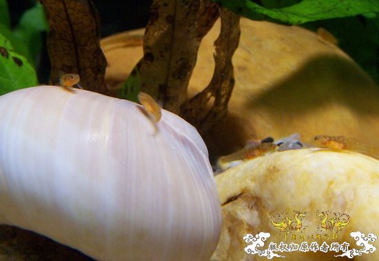 继续,起飞吧,密点虾虎!!!