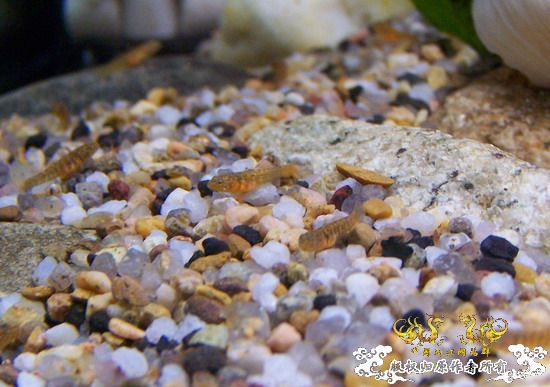 继续,起飞吧,密点虾虎!!!