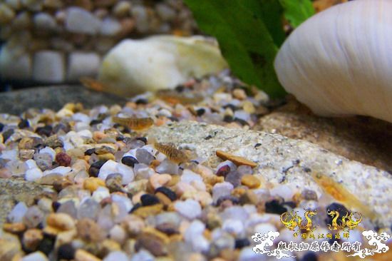 继续,起飞吧,密点虾虎!!!