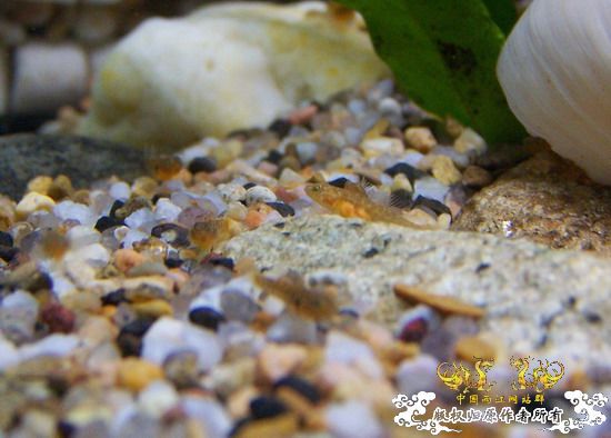 继续,起飞吧,密点虾虎!!!