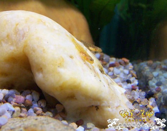 继续,起飞吧,密点虾虎!!!