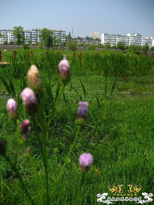 小花