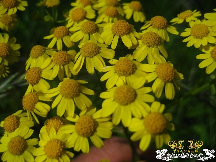 小花
