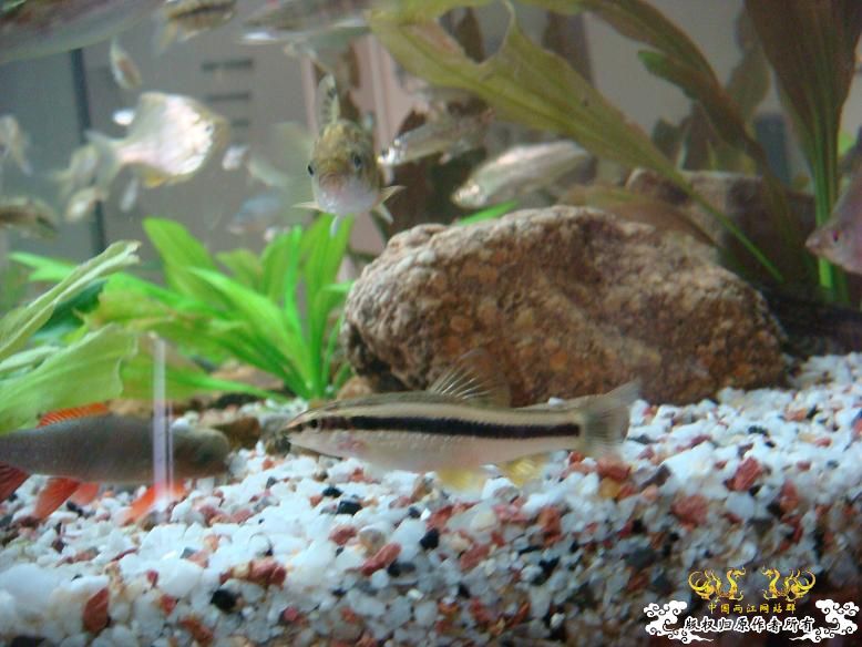 长途开车1个半小时,终于拿到长麦穗! 长途开车1个半小时,终于拿到长麦穗!