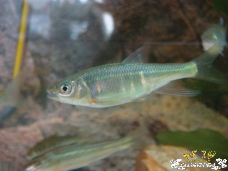 长途开车1个半小时,终于拿到长麦穗! 长途开车1个半小时,终于拿到长麦穗!