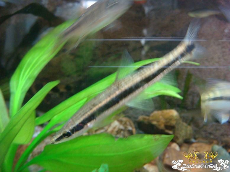 长途开车1个半小时,终于拿到长麦穗! 长途开车1个半小时,终于拿到长麦穗!