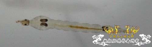 AWu5mOrn.jpg AWu5mOrn.jpg