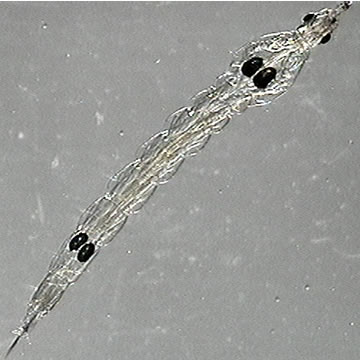 CJphA8Pt.jpg CJphA8Pt.jpg