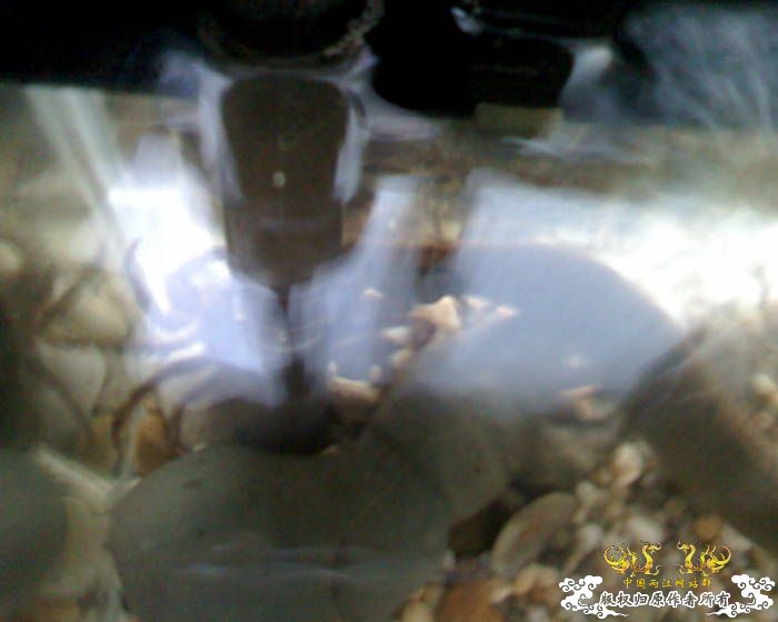 处女贴★大刺鳅