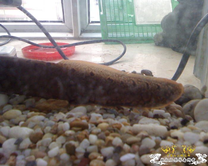 处女贴★大刺鳅