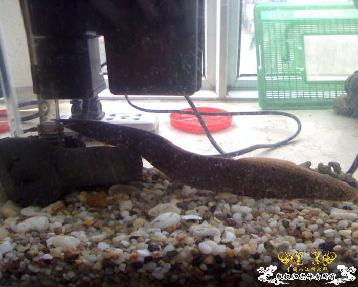 处女贴★大刺鳅