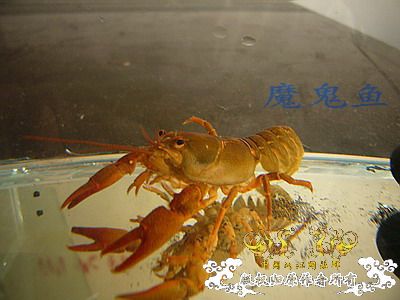 蝲蛄　（祝贺两江完美升级）