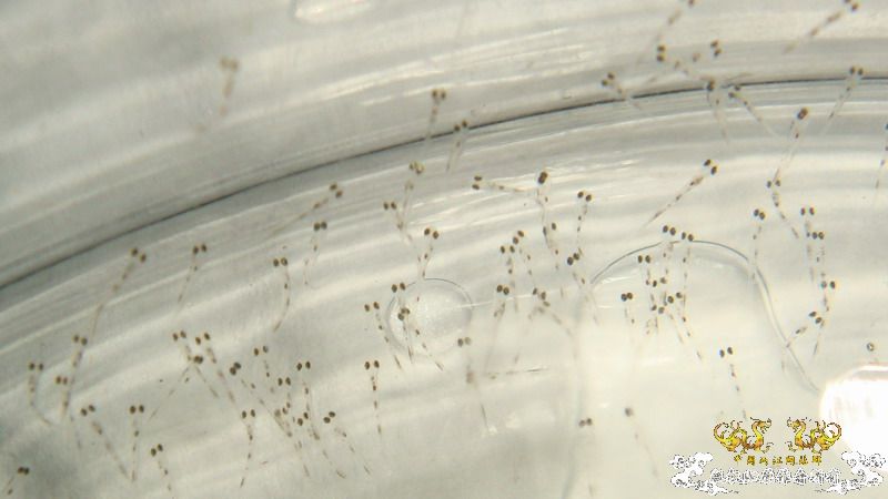 崩溃了！！褐吻苗实在是太小了·······