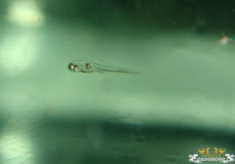 崩溃了！！褐吻苗实在是太小了·······