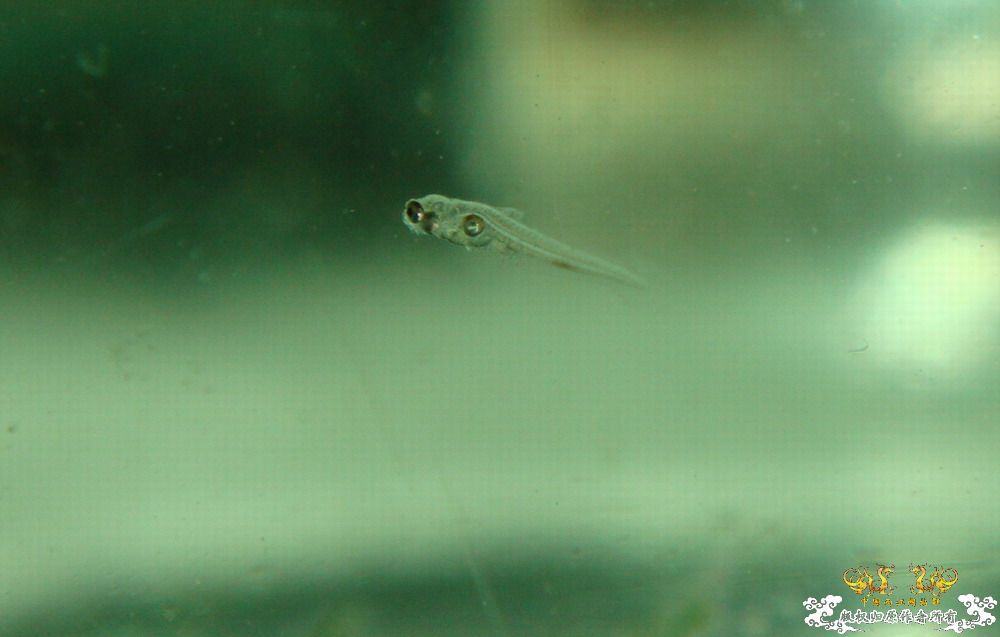 崩溃了！！褐吻苗实在是太小了·······