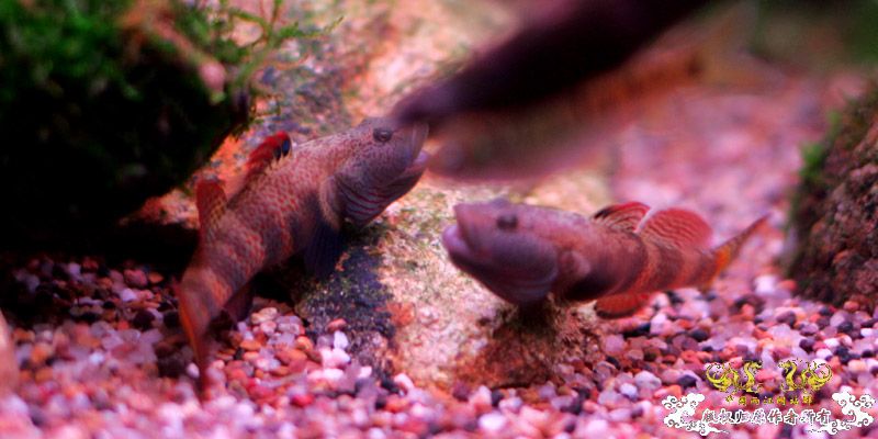 这种鱼叫做什么？