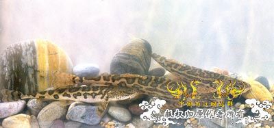 中国濒危鱼种