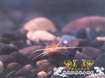 中国濒危鱼种