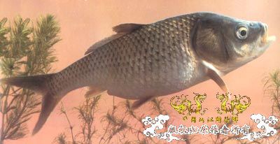 中国濒危鱼种