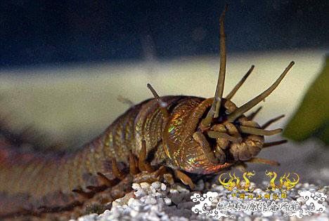 巨型蠕虫惊现英国水族馆 袭击珊瑚虫