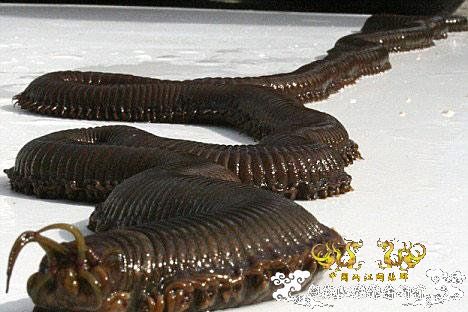 巨型蠕虫惊现英国水族馆 袭击珊瑚虫