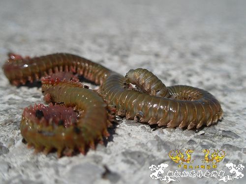 巨型蠕虫惊现英国水族馆 袭击珊瑚虫