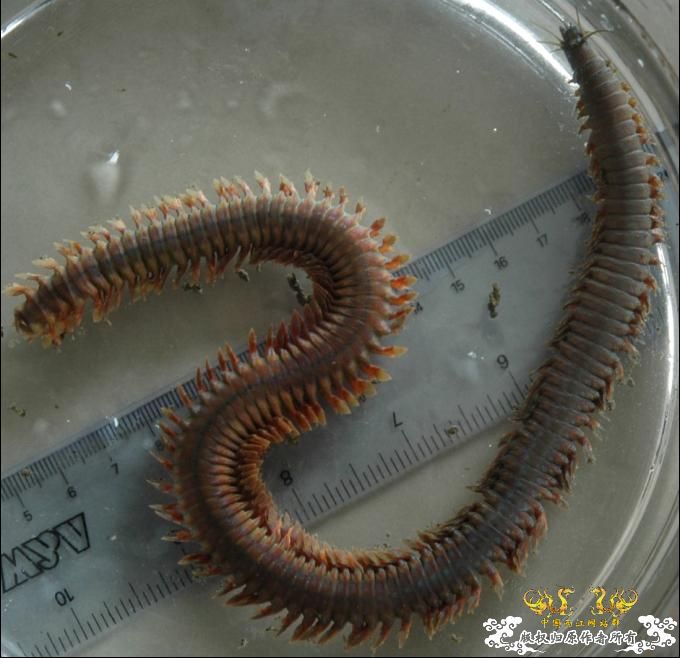 巨型蠕虫惊现英国水族馆 袭击珊瑚虫