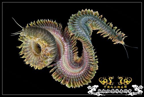 巨型蠕虫惊现英国水族馆 袭击珊瑚虫