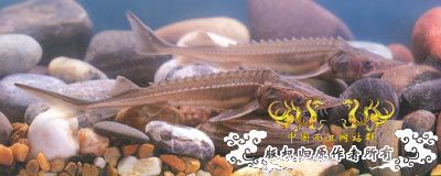中国濒危鱼种