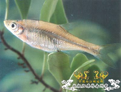 中国濒危鱼种